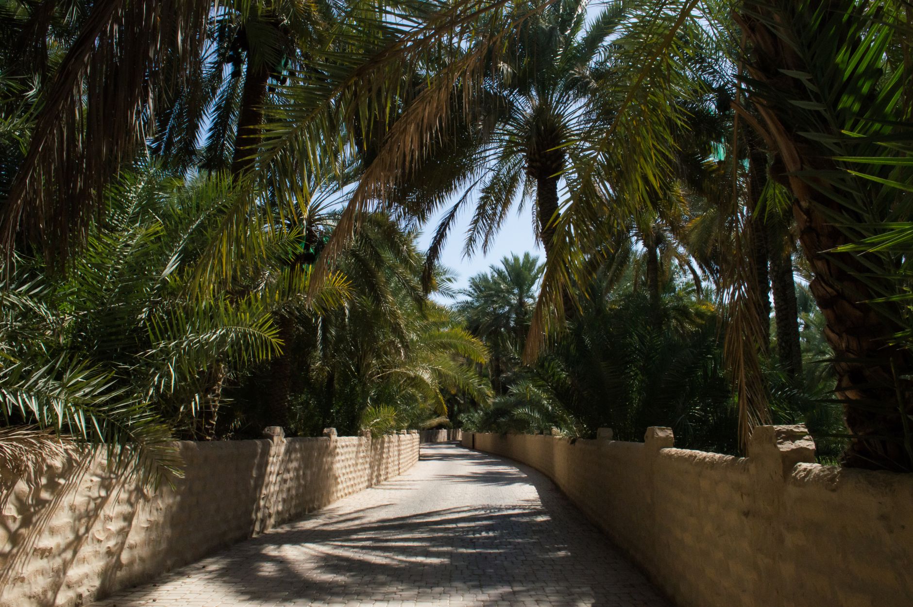Desert oasis with palm trees in the Middle East, near the region struck by the 2003 Bam earthquake