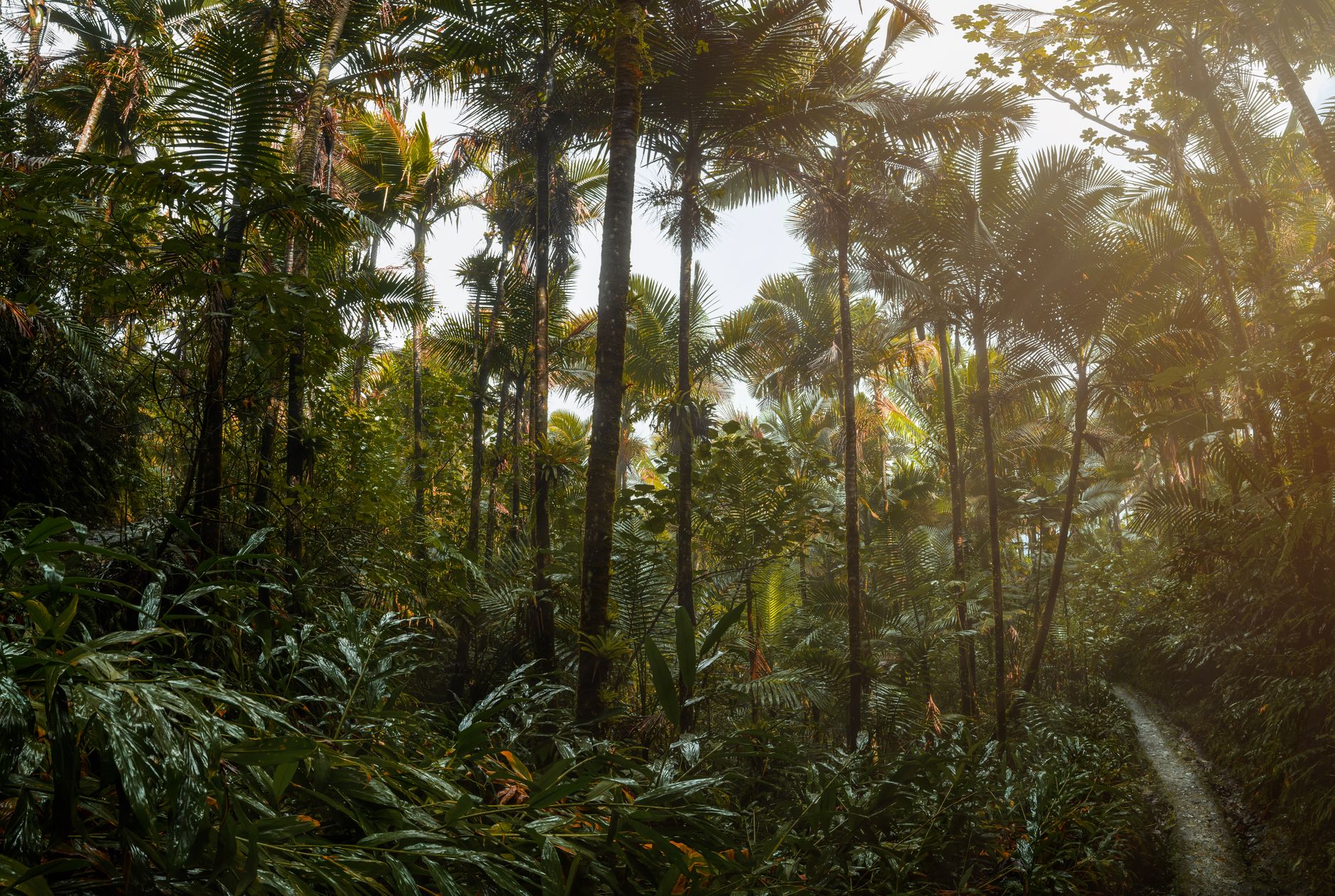 Bosque de El Yunque, en el interior montañoso de Puerto Rico